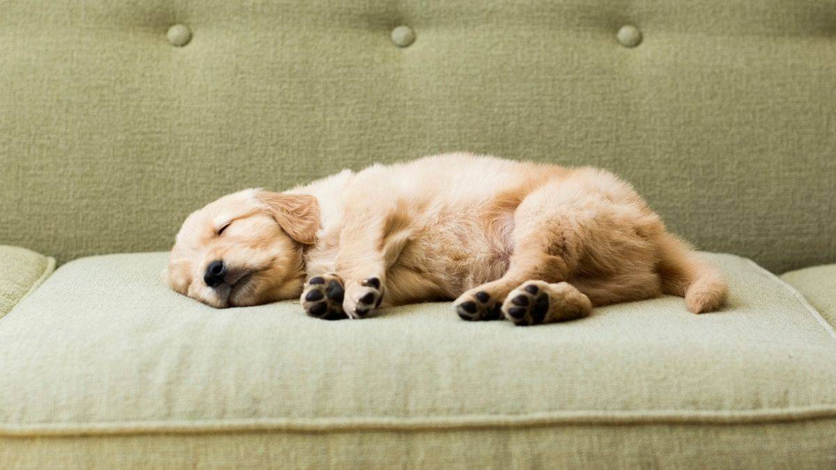 这是狗最常见的睡觉姿势之一,这对主人来说是个好消息,这意味着它足够