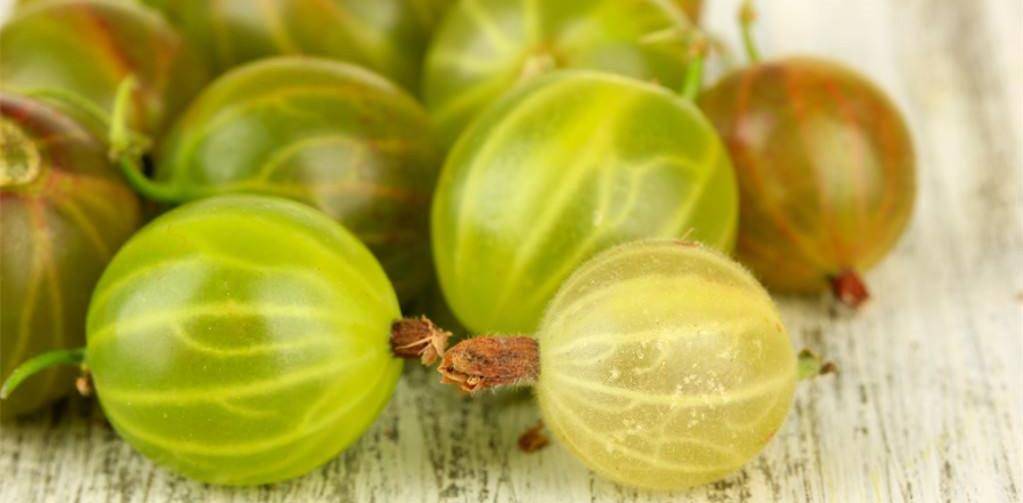 帶你認識冷門的高營養水果_果實_蔓越莓_醋栗