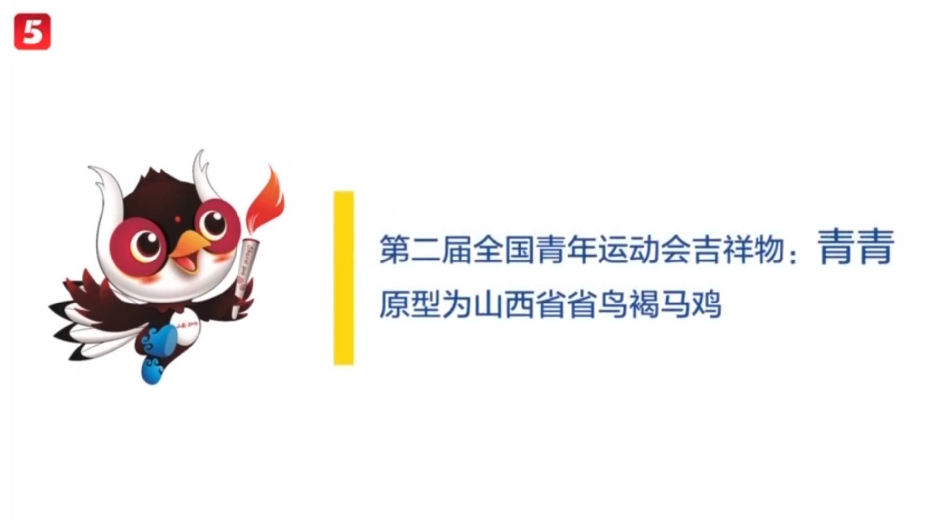 山西的省鸟竟是国家一级保护动物 被誉为"东方宝石"_褐马鸡_中国_原麝