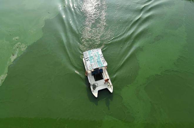 藻类大量增殖后会漂浮在水体表面,尤其是蓝藻,它们有伪空泡器官,会