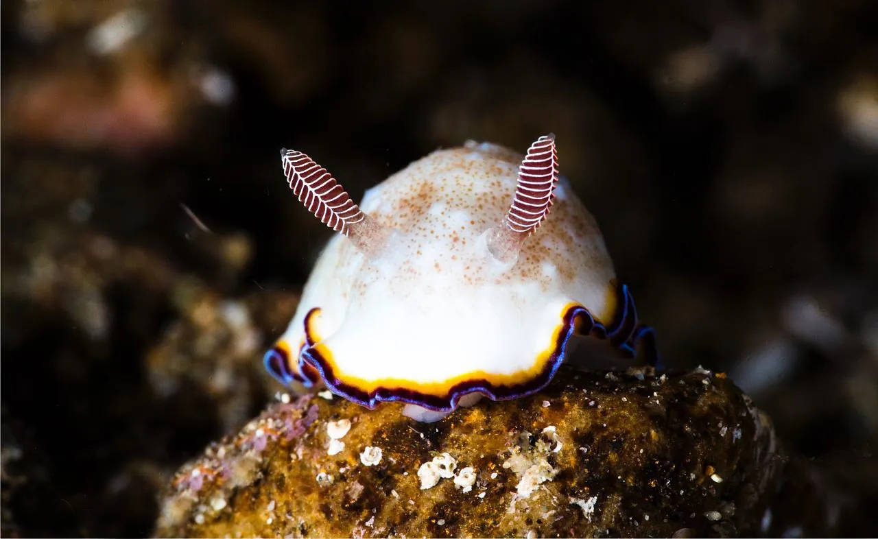 为了繁殖,可互换角色的海蛞蝓,其实是同类相食的凶残带毒猎食者