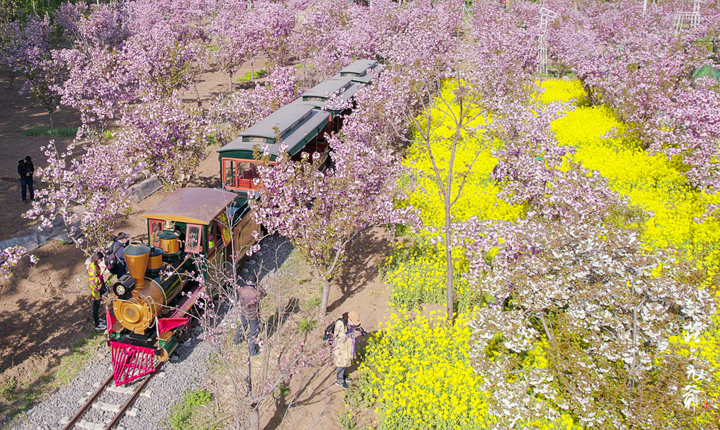 樱花小镇 那开往春天的列车_正定_景区_古城