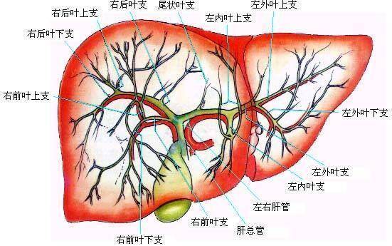 在肝脏恶性肿瘤形成过程中