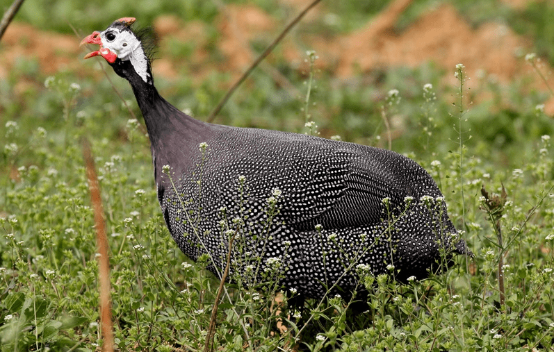 珍珠鸡的认知与营养价值