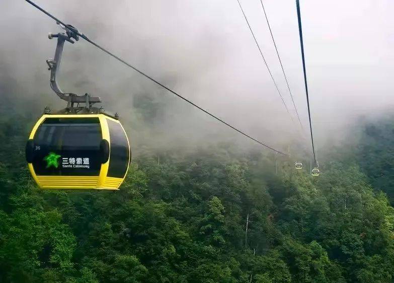 贵州梵净山珙桐花开白鸽翩跹而来