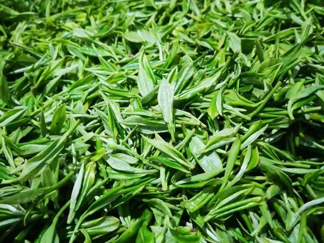 黔江珍珠兰茶罐窨手工制作技艺上榜重庆非遗茶叶地图