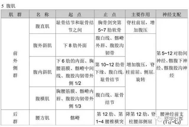 5,腹肌分群,名称,位置,起止点,作用与神经支配4,胸肌分群,名称,位置