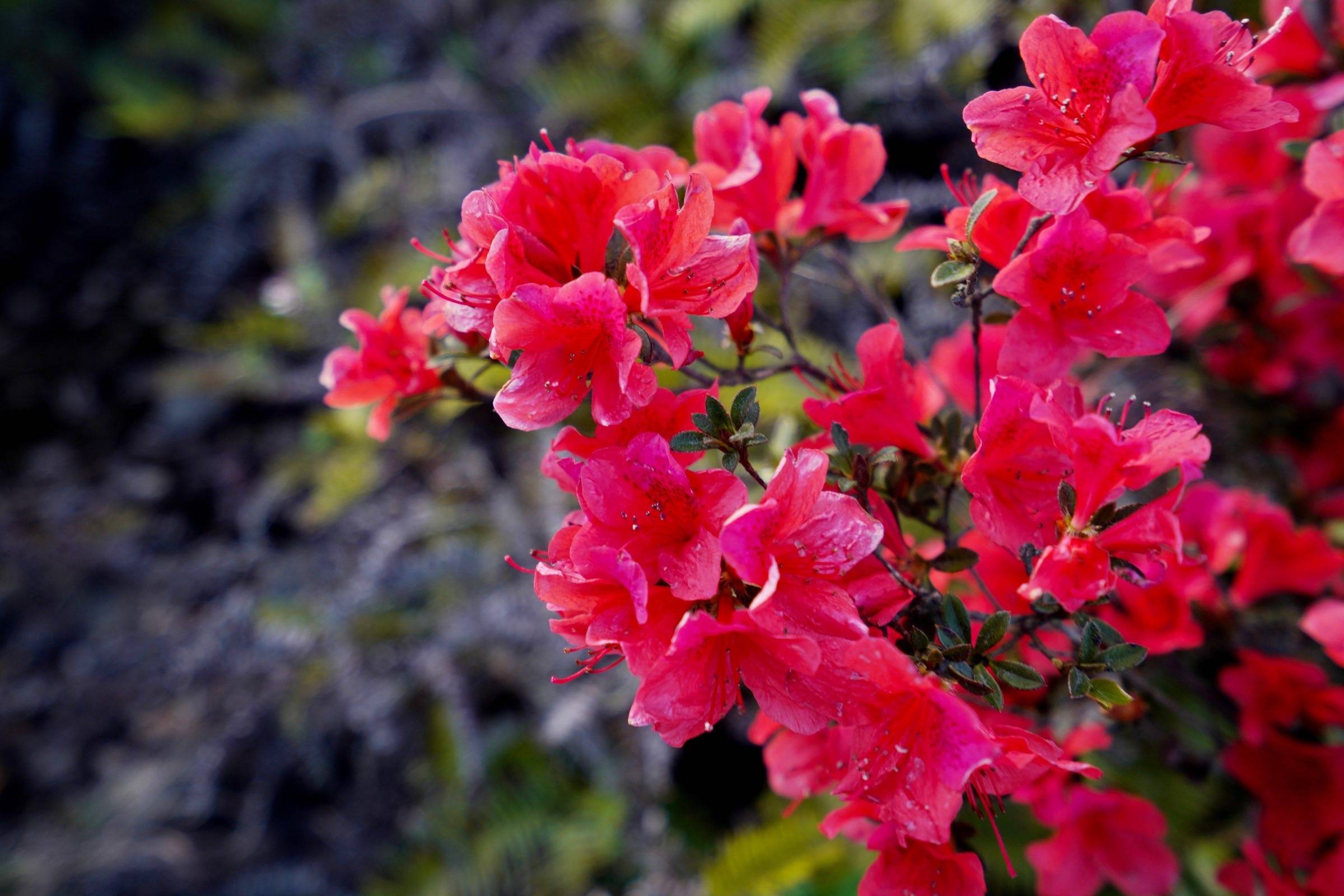 原创人间最美四月天温州大罗山连绵成片的映山红美极了值得打卡