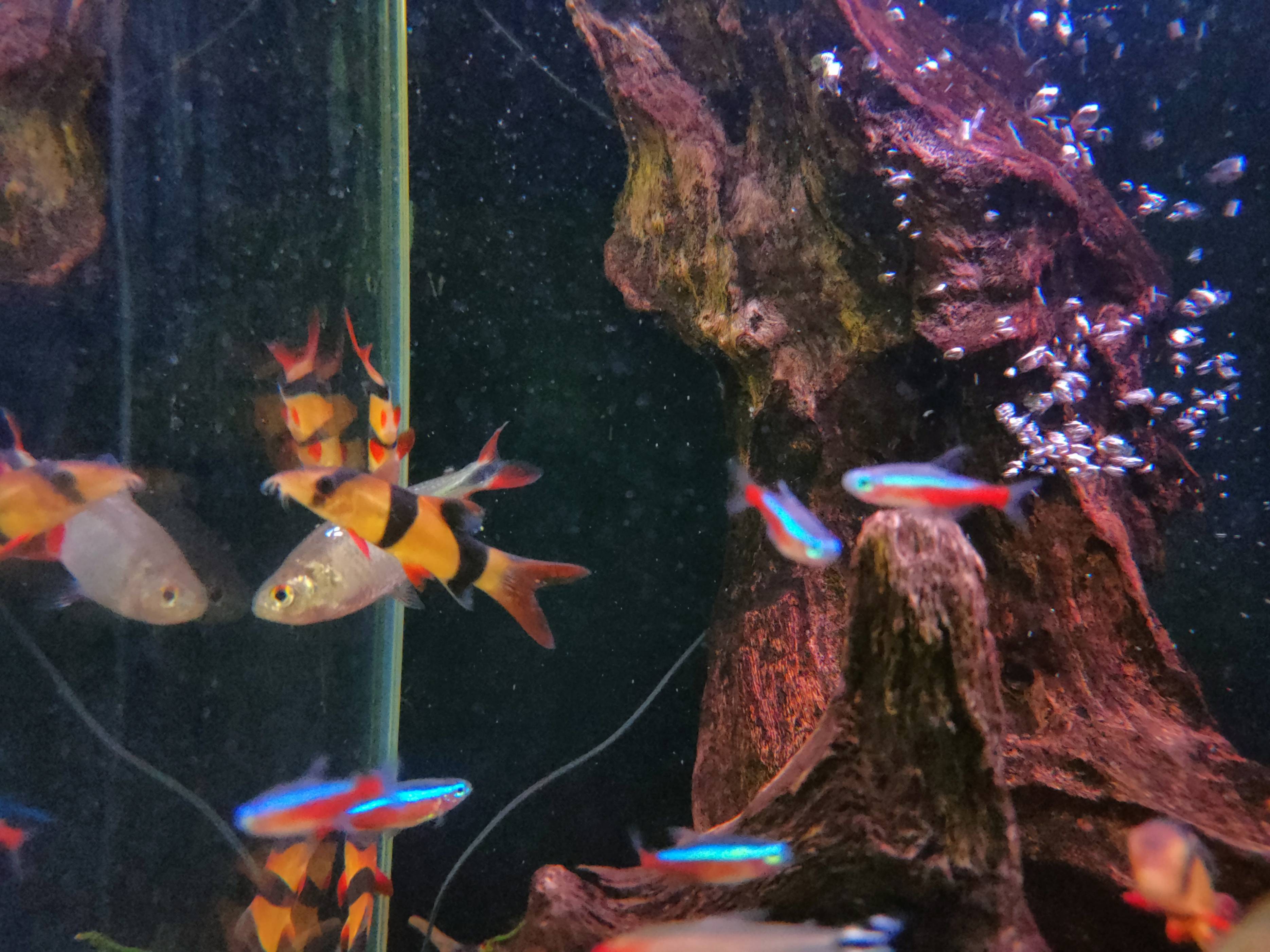 清洁鱼缸的鱼有哪些