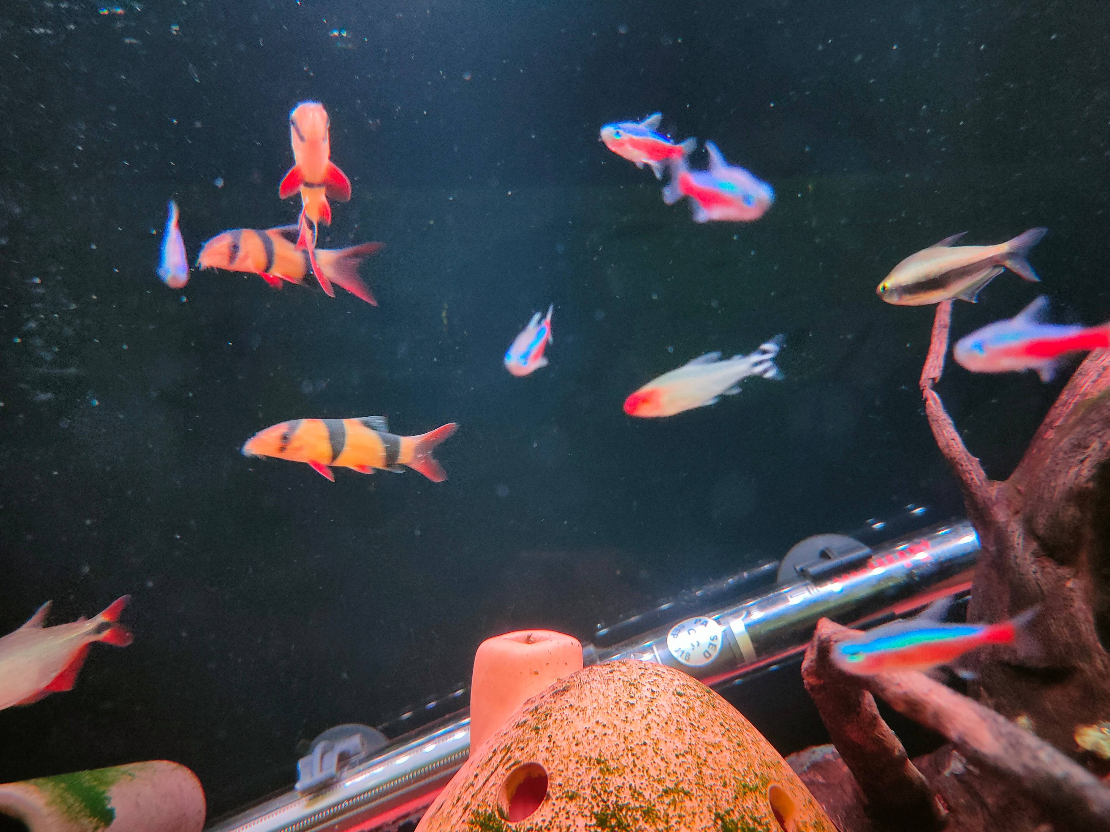 清洁鱼缸的鱼有哪些