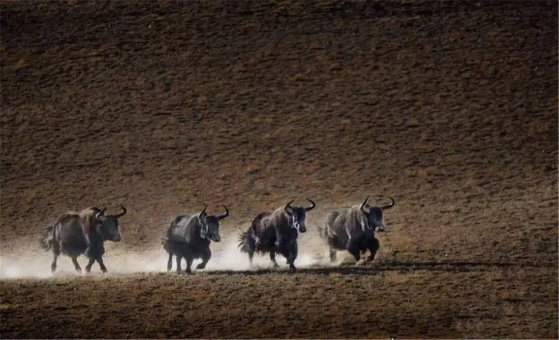 三江源出现“牛魔王”，吓跑棕熊躲过狼群，跑到山下带走9头母牛