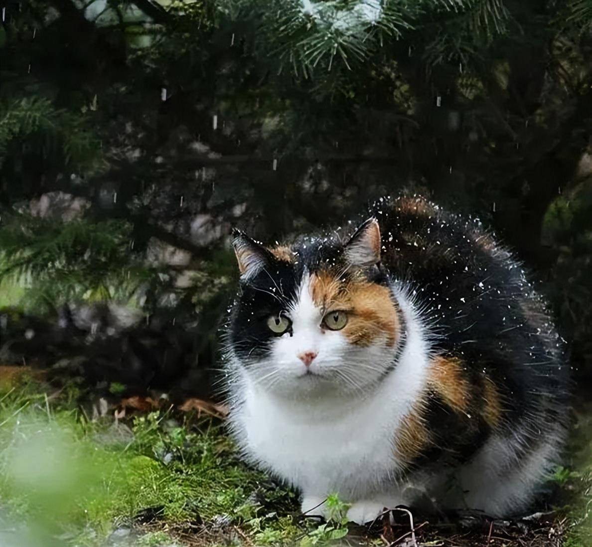 原创三花猫的弃养率为什么这么高