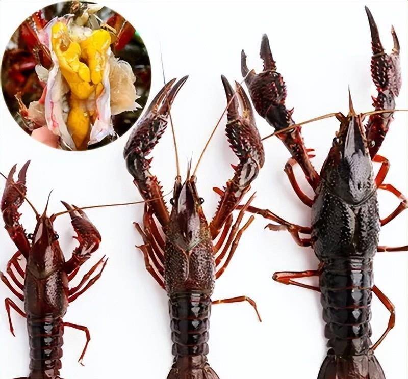 原来小龙虾也还可以挑选,有些商家为了提高利润,他们会虾分成三个等级