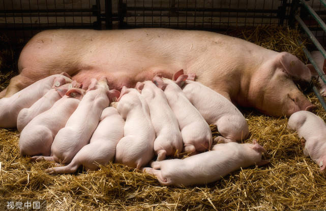 怀孕期间母猪的喂食量母猪保健方案及母猪保健程序汇总怀孕母猪怎么