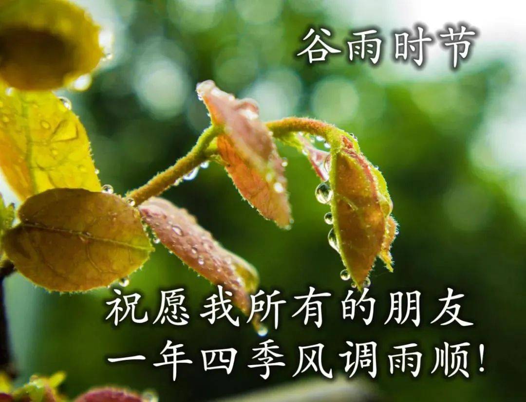 原创8张创意唯美的谷雨快乐早安问候语图片谷雨免打字朋友圈早上好