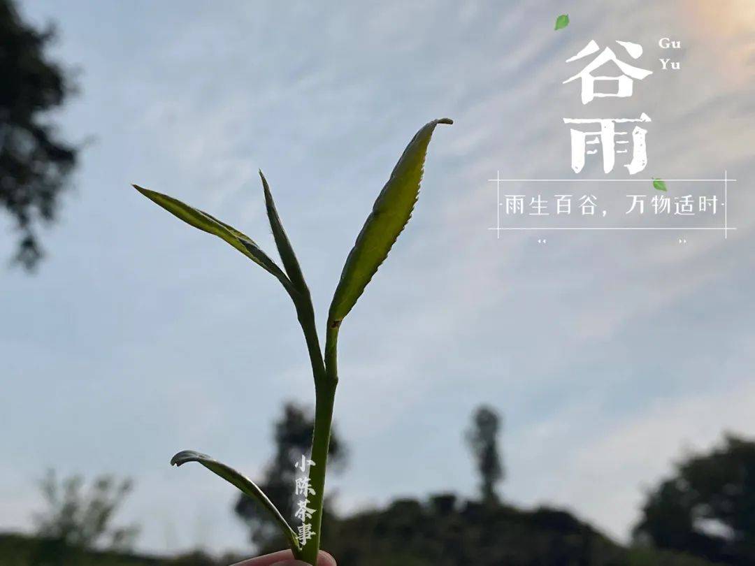 金齑细斫秋风鲙玉髓新烹谷雨茶说说松风清露白茶的那些往事