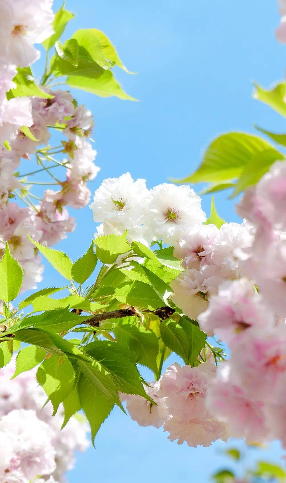 河南旅游治愈系樱花郑州绿博园内的春日美好