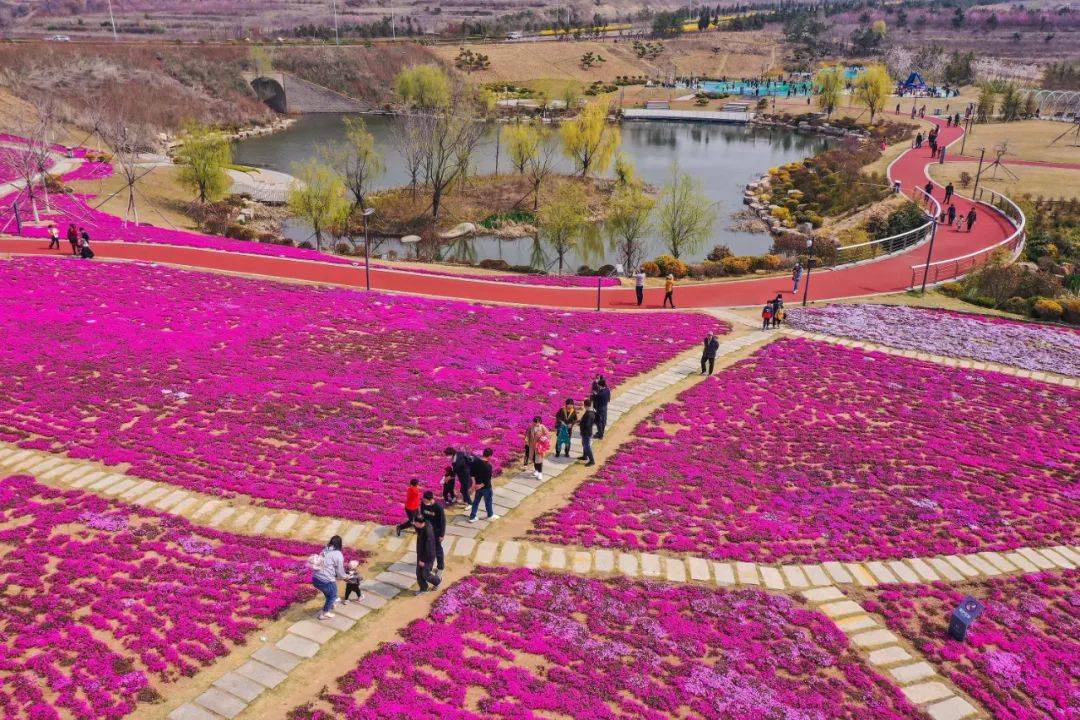 探花来荣成,渐欲迷人眼_生态_樱花_公园
