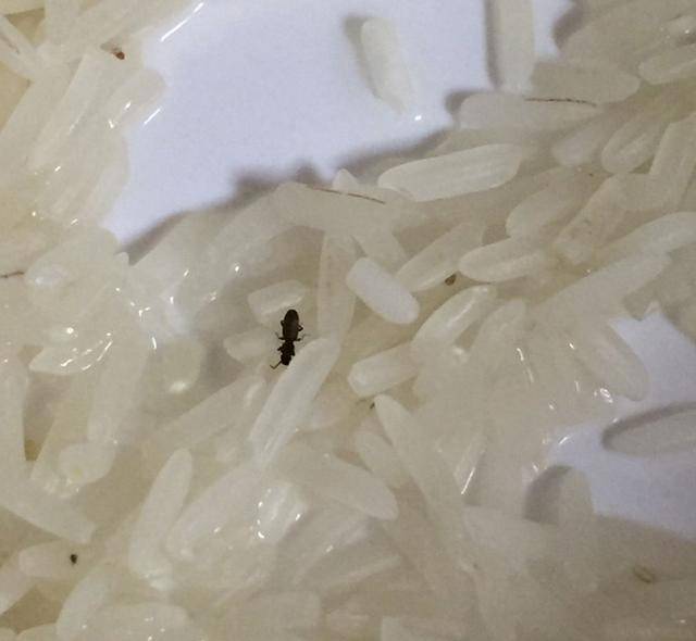 米虫生长过程图片