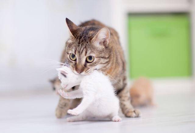 猫妈妈把孩子叼给你,想当"甩手掌柜"?铲屎官误会猫咪了