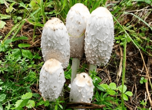 原创鸡腿菇出菇后怎样管理鸡腿菇怎么养殖