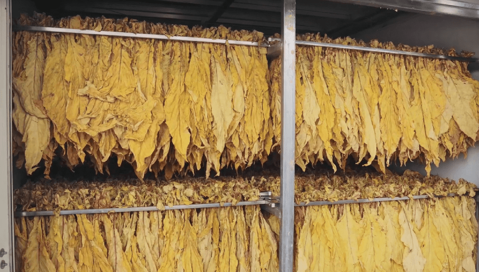 烟叶_烤房_烤烟