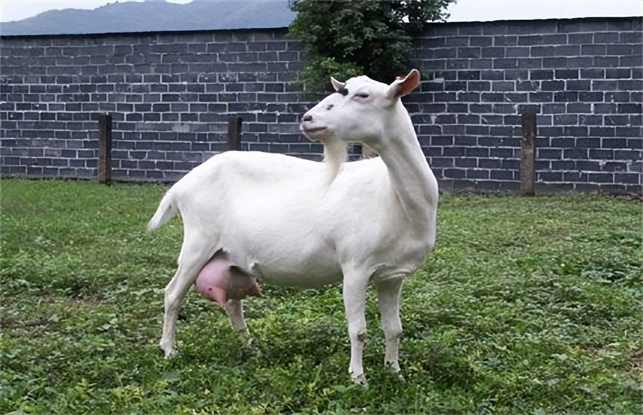 原创母羊奶水不足吃什么下奶多母羊奶水不够小羊吃怎么办