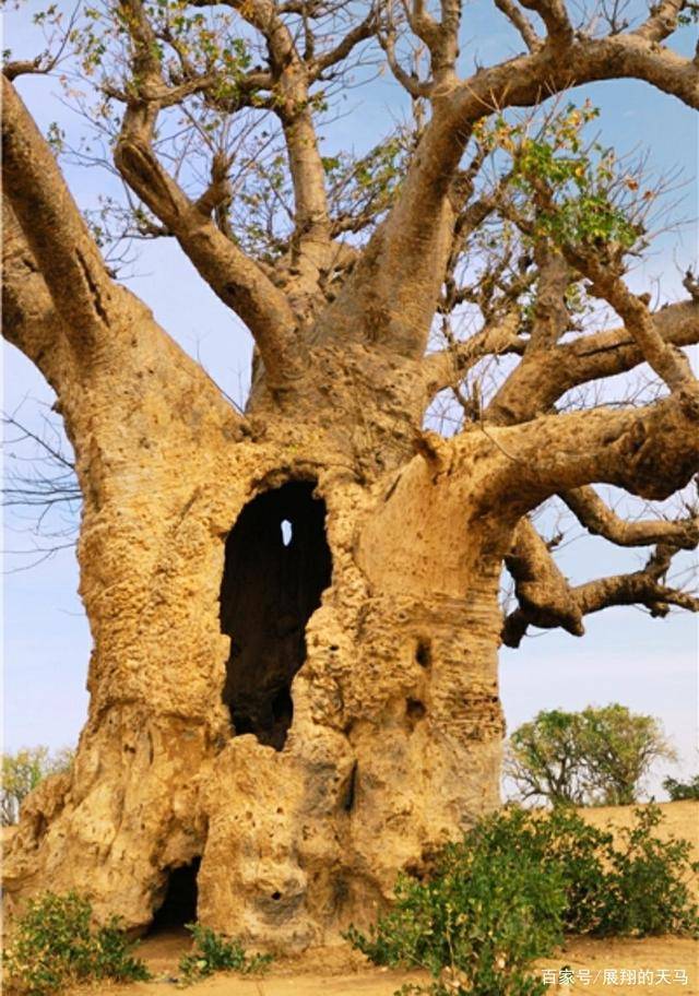 非洲大草原上的猴面包树耐旱又耐热为什么被称为生命之树