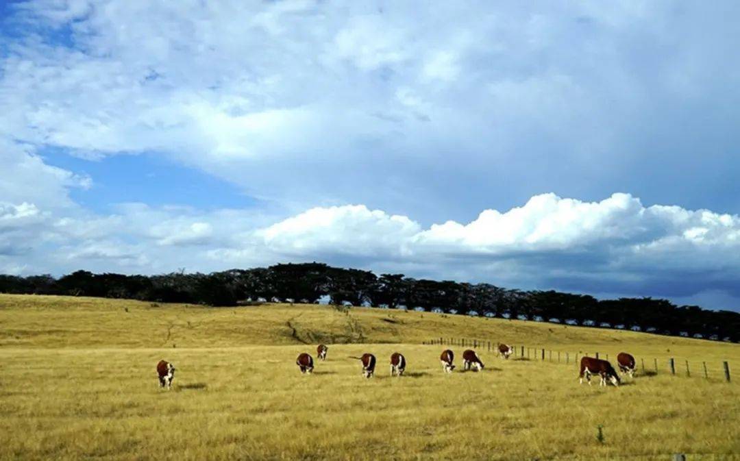 湖南吉美鉴定地球热门草原类型