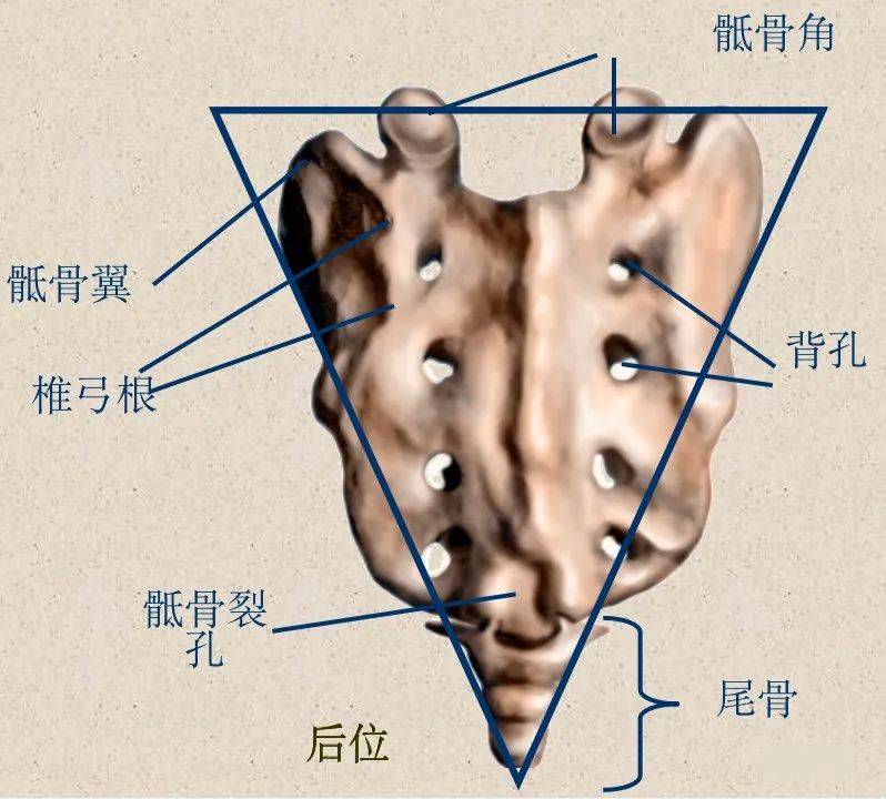 增加橫突:比胸椎小棘突:水平,方形椎弓根:比胸椎長和寬,橢圓形椎體:l1