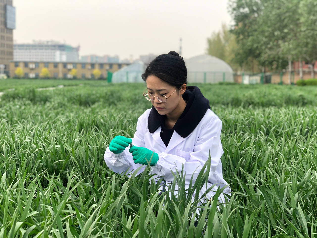 杂交小麦研究所里的年轻人_育种_指纹_科研