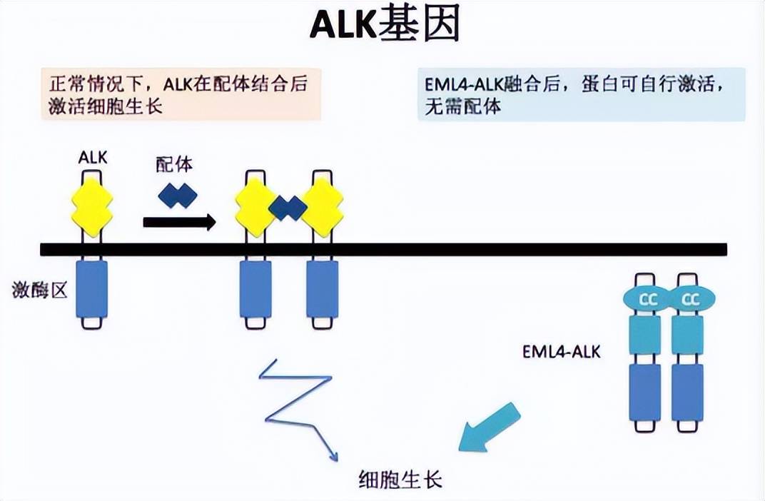 alk病友交流群