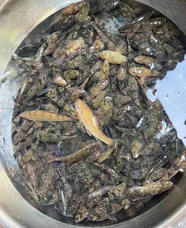 原来,沙塘鳢这种原来常见的"乡下土鱼",因为肉质细嫩