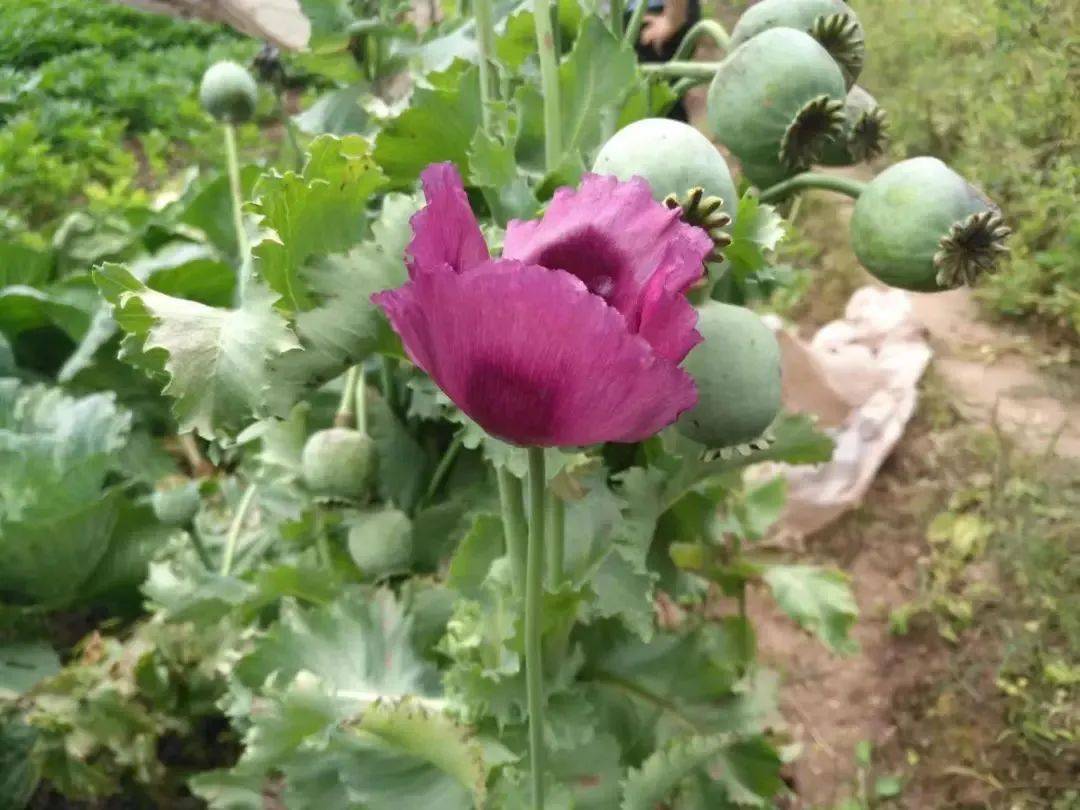 教训达州又有多人种这种花遭起了