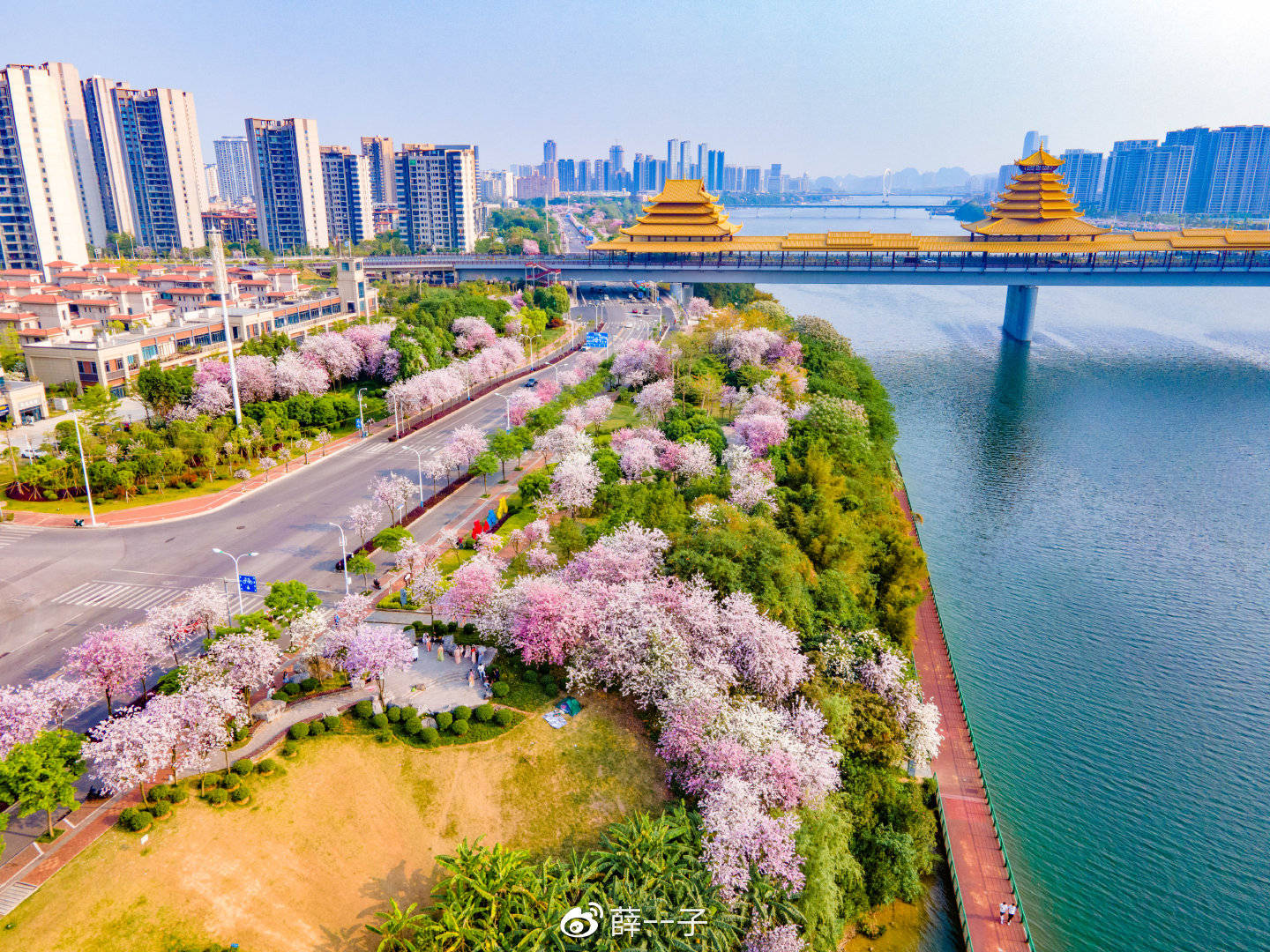 2022年柳州紫荆花图片