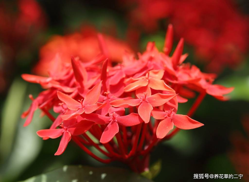 原创养花就养三种富贵花寓意财源滚滚福气到来越养越有财运