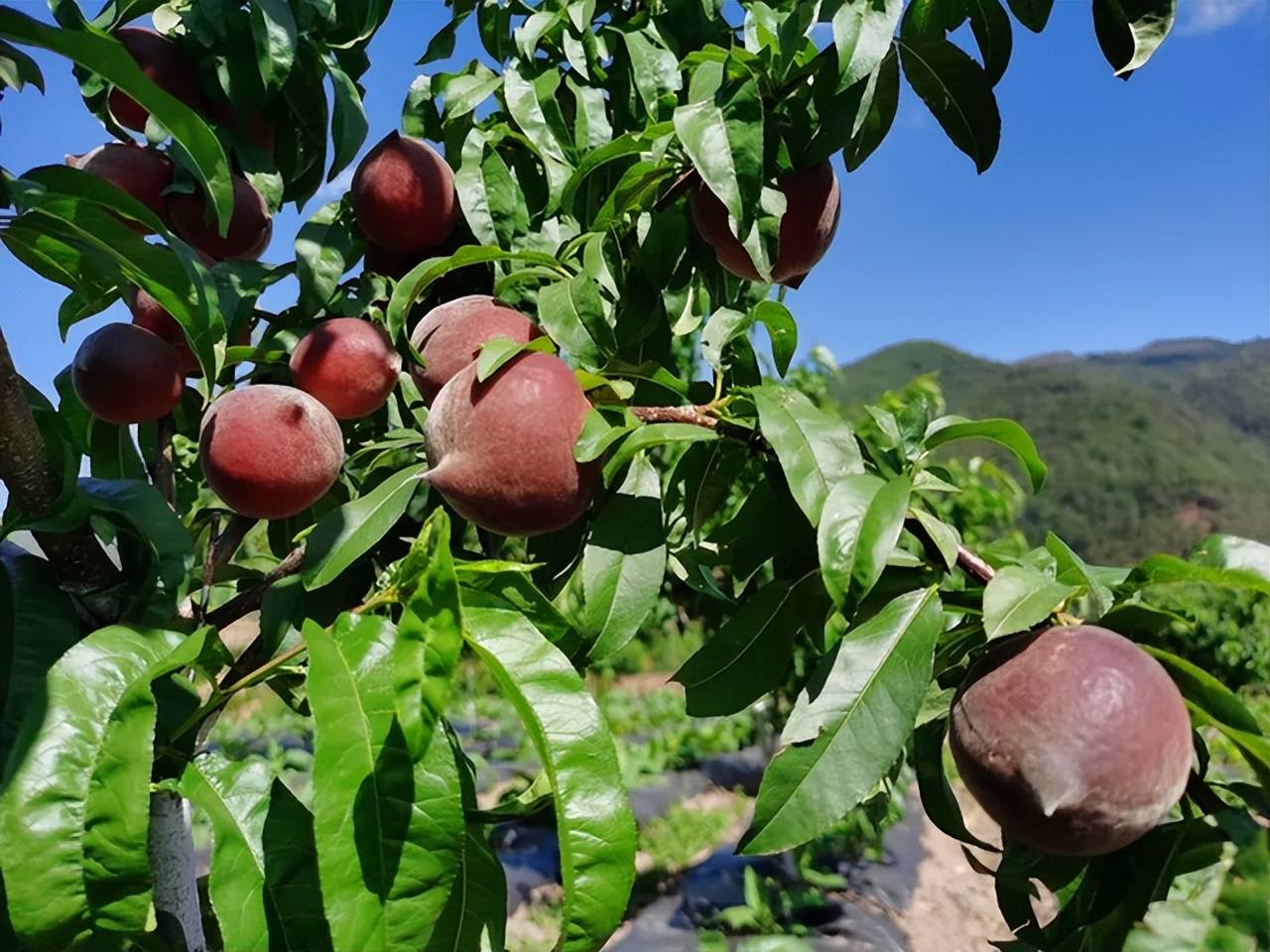 原创我国的昂贵果树抗旱耐寒产量高市场反应很好果农朋友别错过
