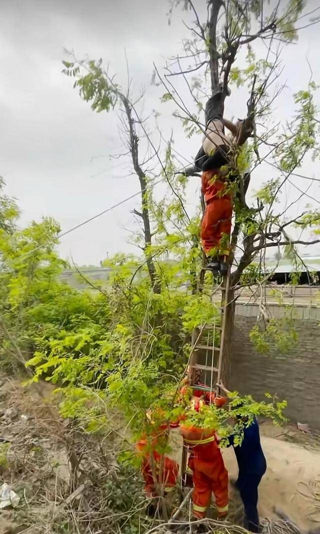 男子上树摘槐花,脚踩空倒挂在树上,网友:我们村有人为此丧命