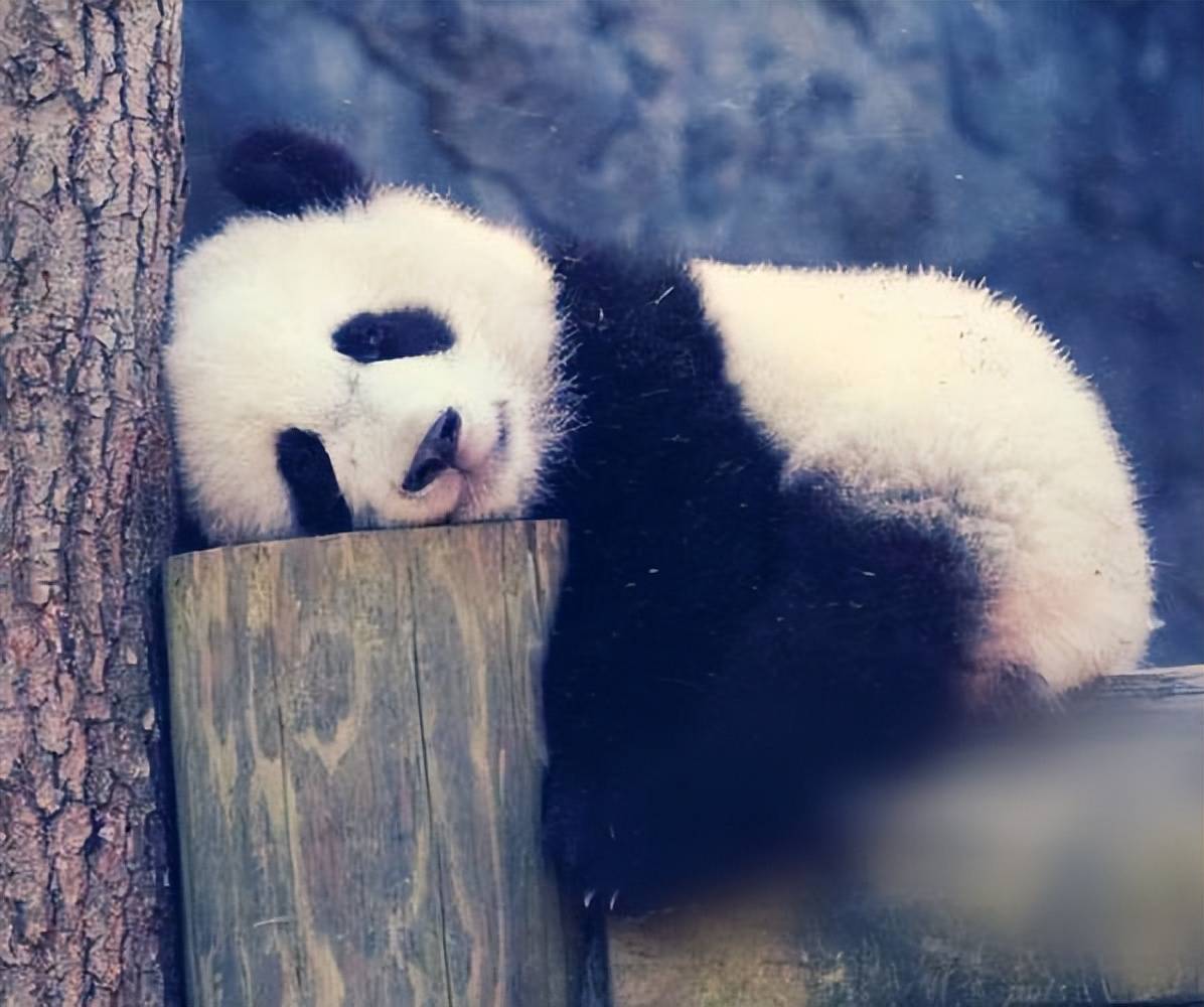 各种偷懒都是因为简单