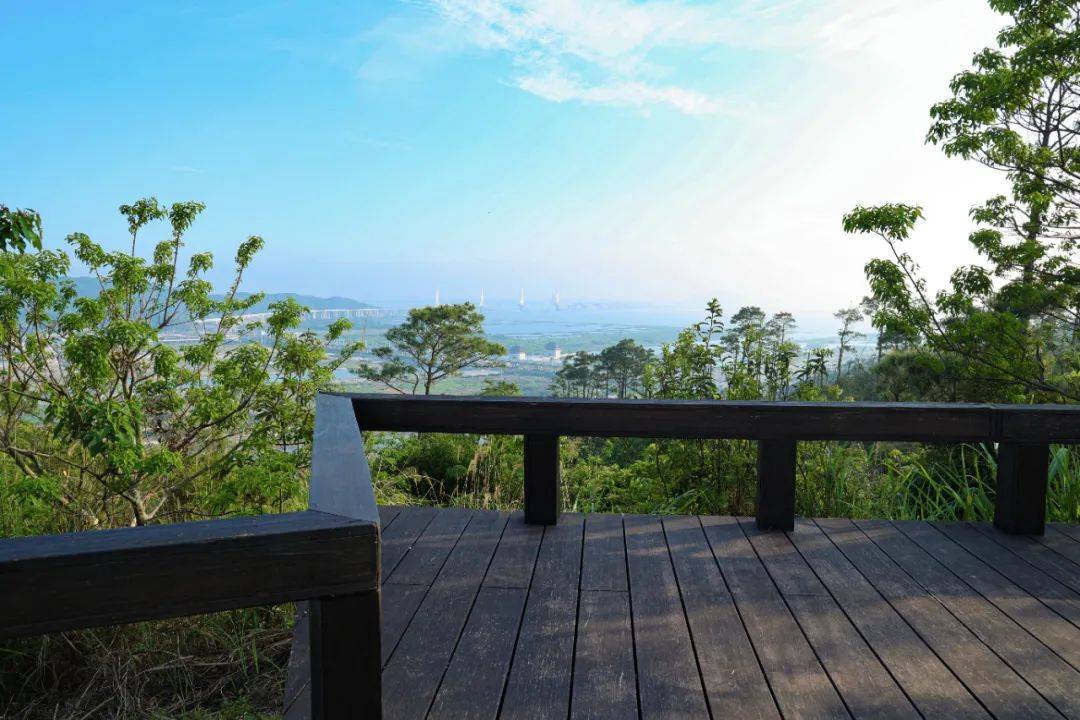 hqdaily丨治愈系自然步道,春花开了!_横琴_登山_沿路