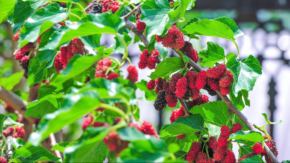 春末夏初 宁可不吃肉也要吃这菜 鲜嫩营养高 随手一拌 真好吃 桑椹叶 野菜 美味