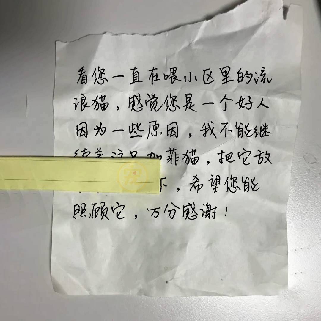 被主人丟棄的加菲貓縮在下水道默默流淚被救後可愛得像個天使