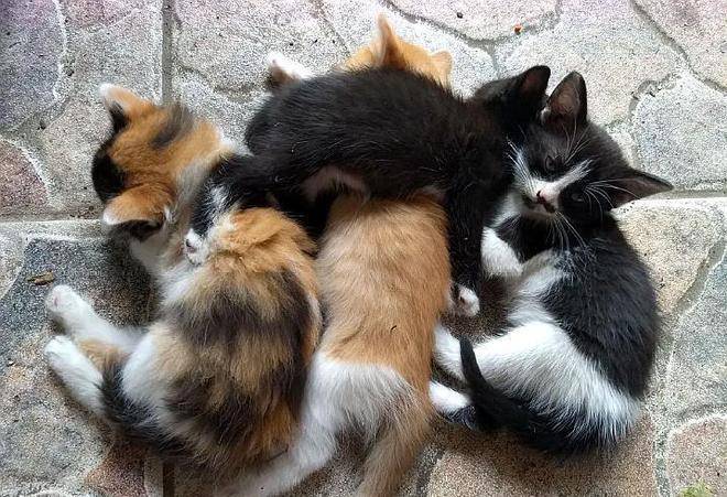 原创流浪猫每天去办公室见恩人消失4个月后带着4只小猫感谢恩人