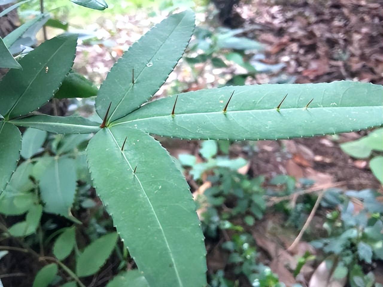 农村这种植物