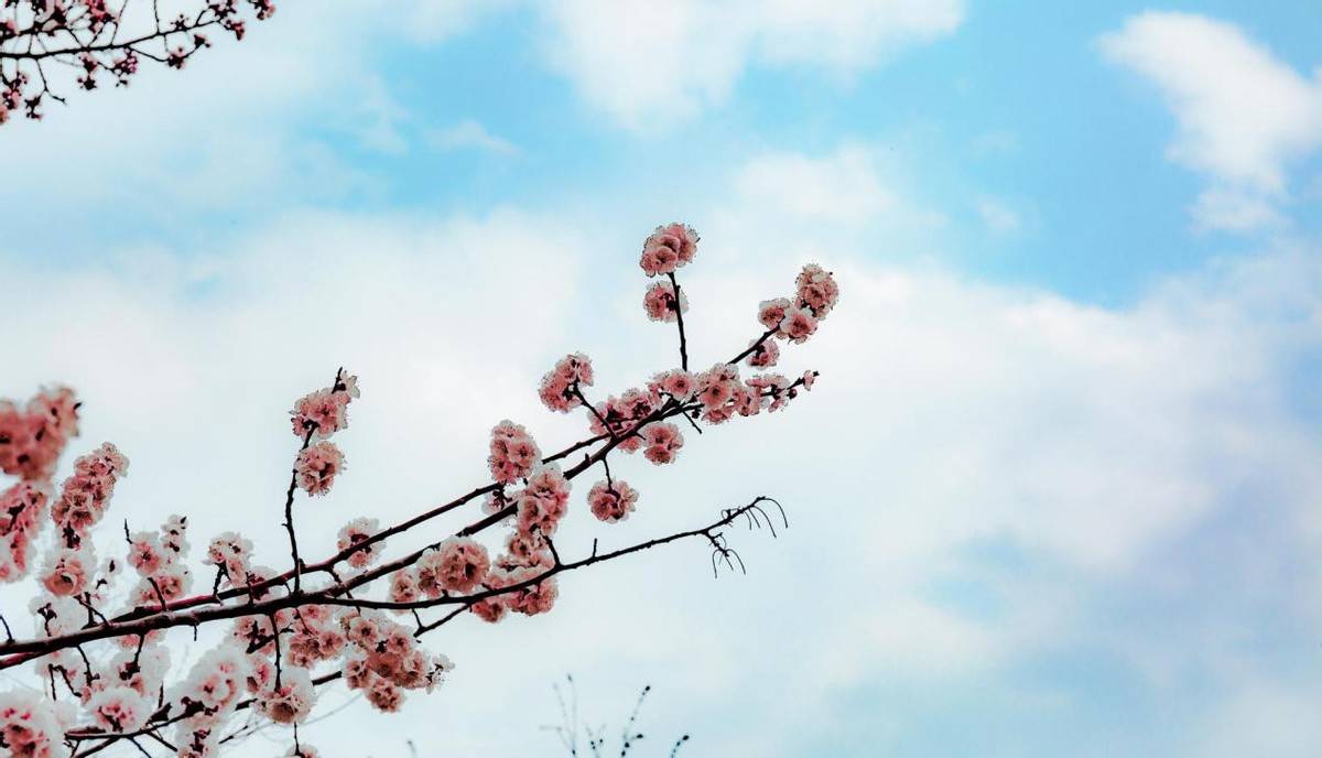花会再开,疫情终将消散,如期而至的不止是春天,还有疫情过后的平安喜