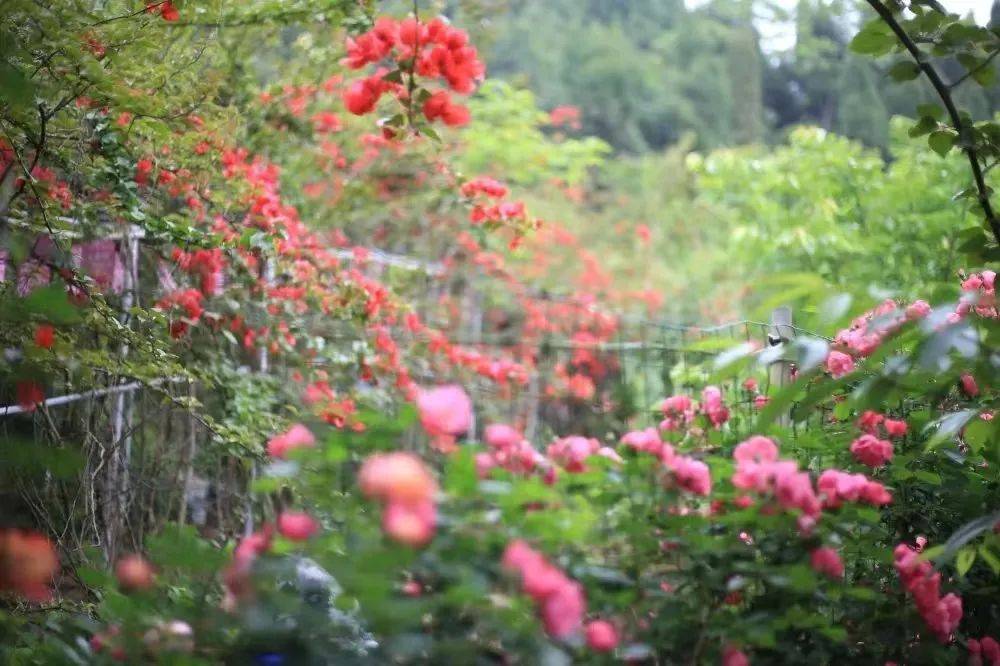 澜岭江花玫瑰园门票图片