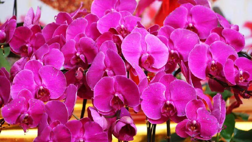 原创十二星座女生的伴生花大集合白羊的勿忘我双子的红玫瑰