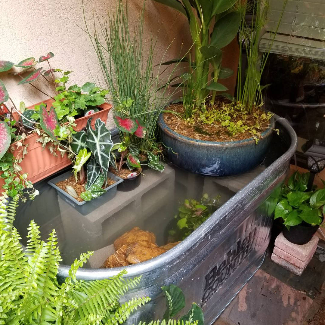 原创沼泽过滤一篇文章了解这种最接近原生态的过滤方式