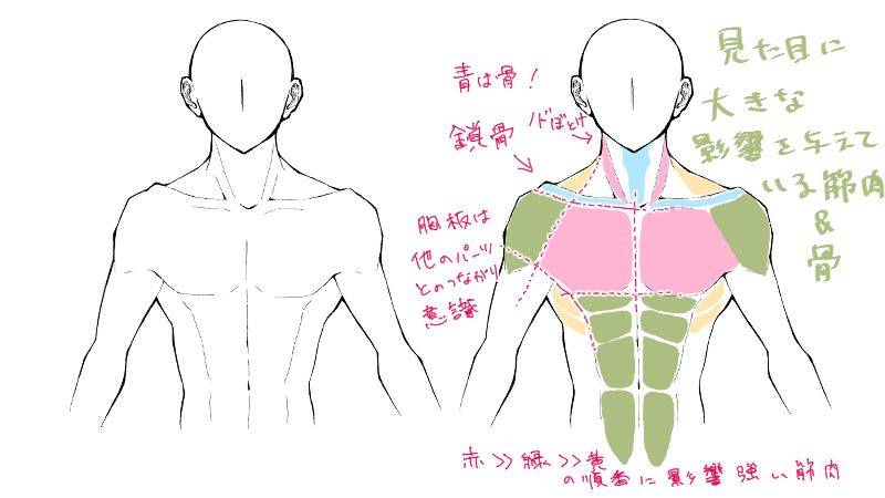 教你人体躯干轮廓画法!