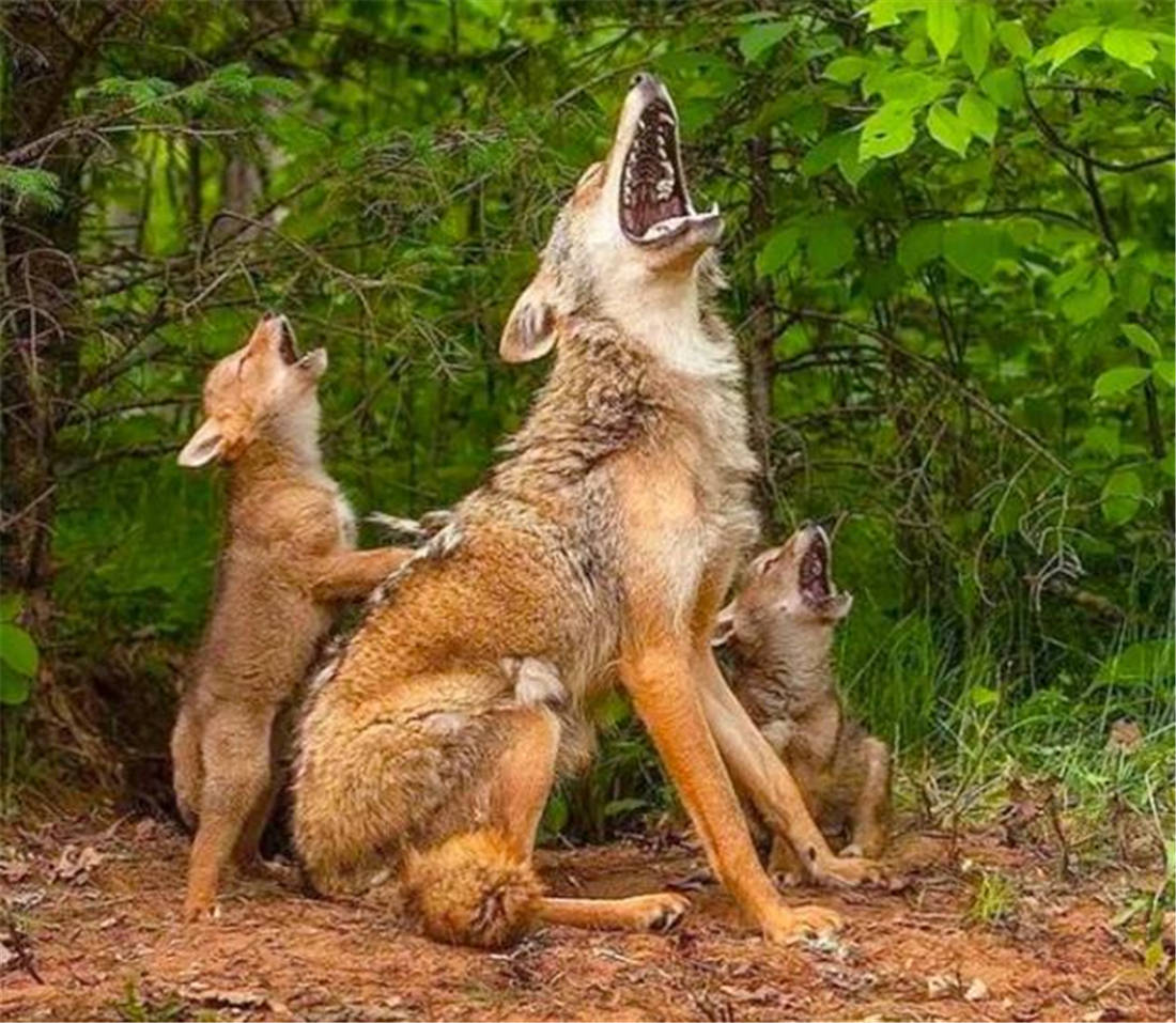阿尔泰山出现棕熊，跟踪母狼找到狼窝，刨开2米深的洞吃掉5只幼狼